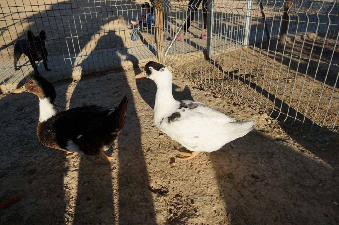 Вилла Cuchi Farm Чинчон Экстерьер фото